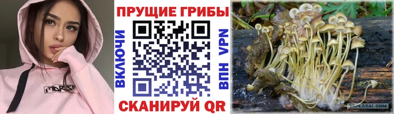 Псилоцибиновые грибы GOLDEN TEACHER  Купить где  Волоколамск 